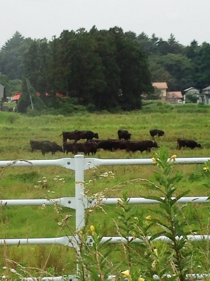「希望の牧場」の被ばくした牛たち